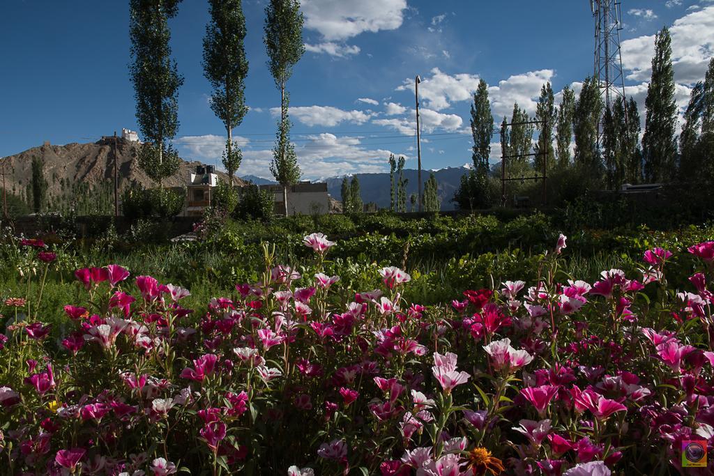 Hotel Shaolin Ladakh à Leh Extérieur photo